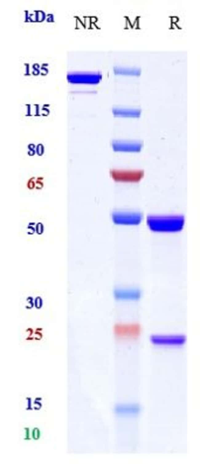 GANCOTAMAB RMAB 1 MG