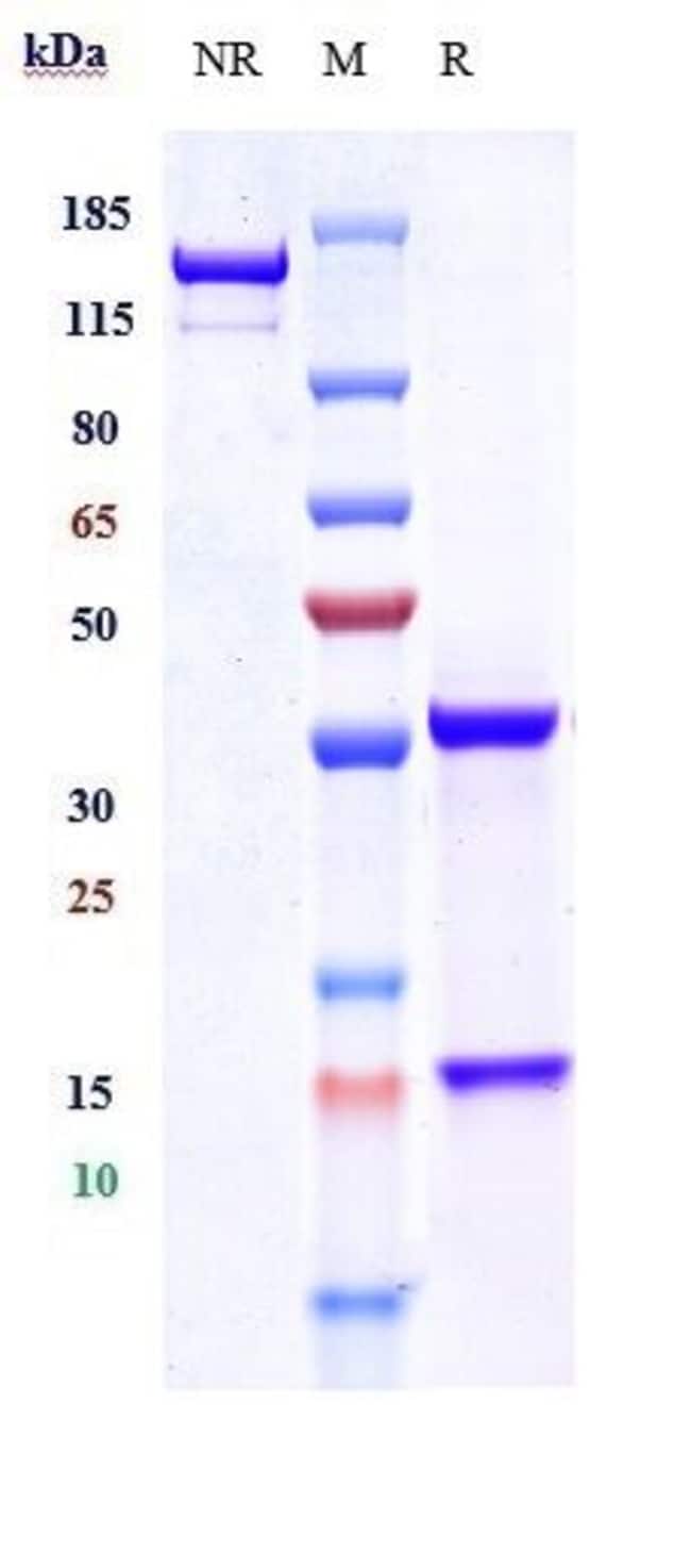 ADECATUMUMAB RMAB 1 MG
