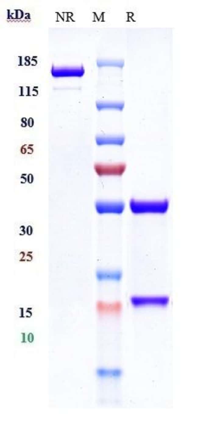 GEPTANOLIMAB RMAB 1 MG