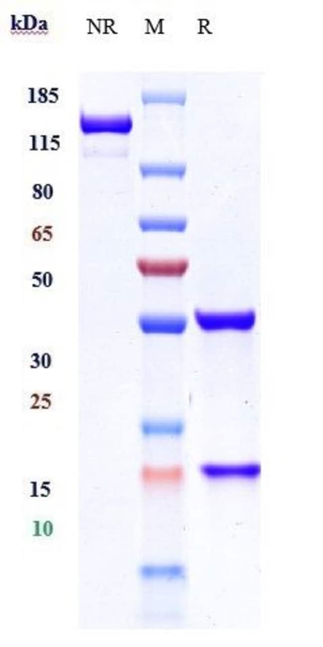 GEVOKIZUMAB RMAB 1 MG