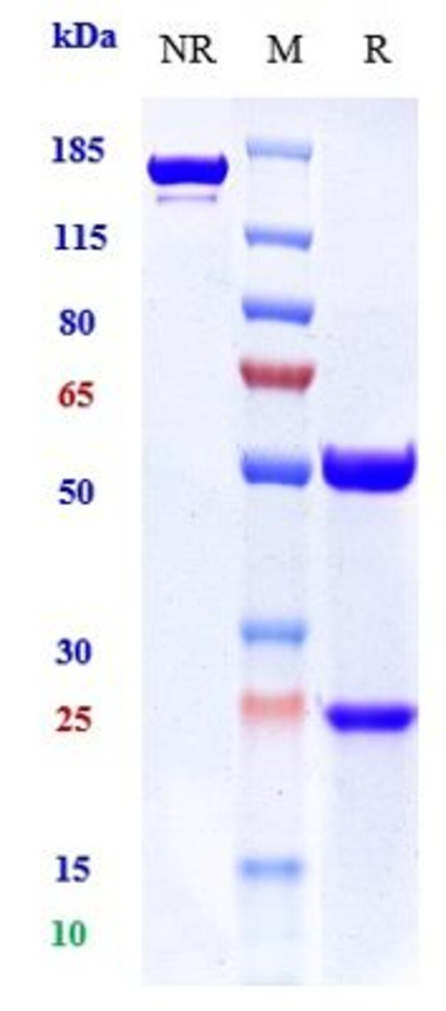 GILORALIMAB RMAB 1 MG