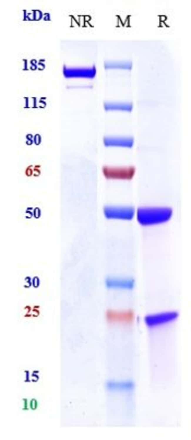 EGFR BIOSIMILAR RMAB 1 MG