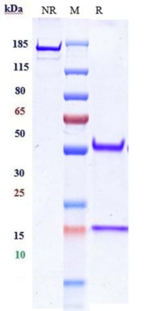 EGFR BIOSIMILAR RMAB 1 MG