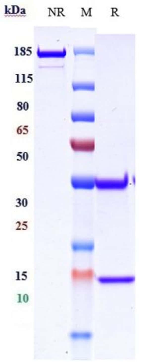 DEMUPITAMAB RMAB 1 MG