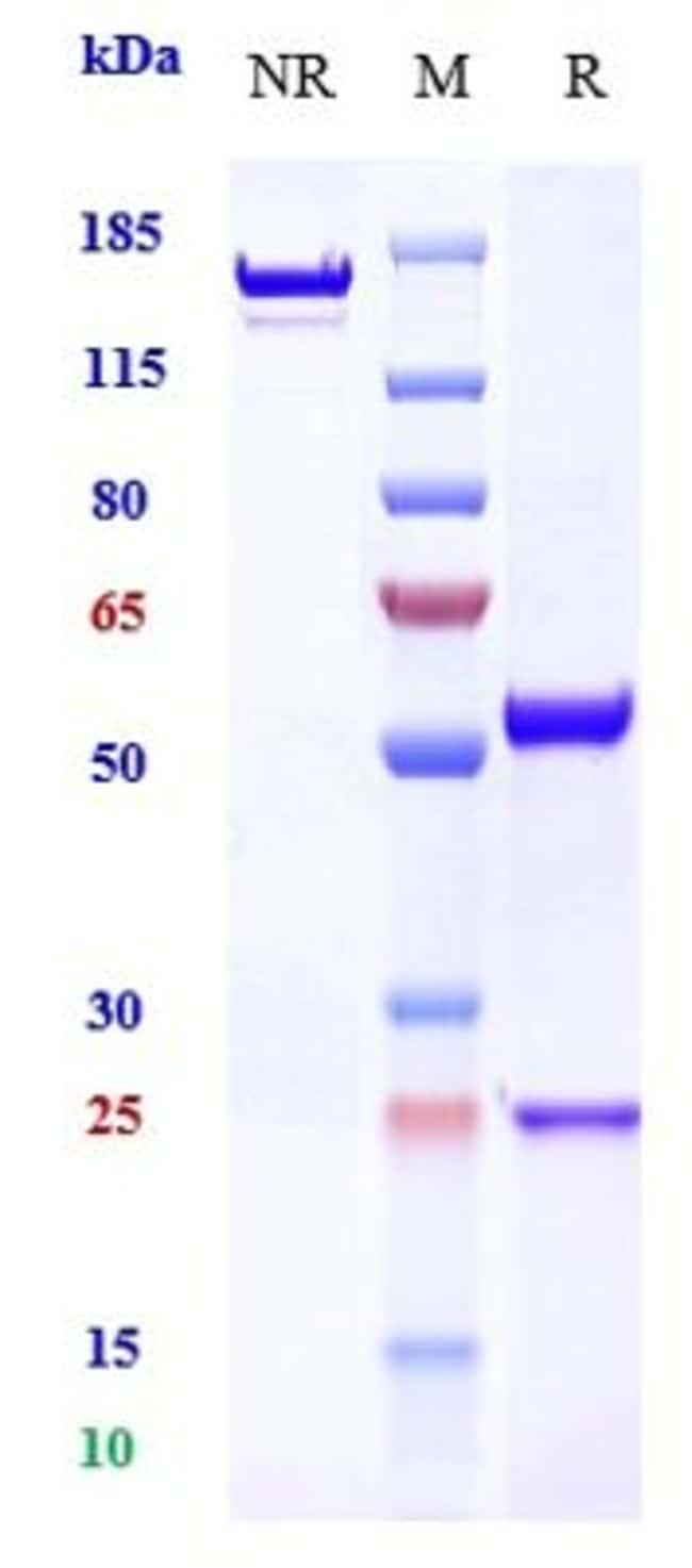 EGFR BIOSIMILAR RMAB 1 MG