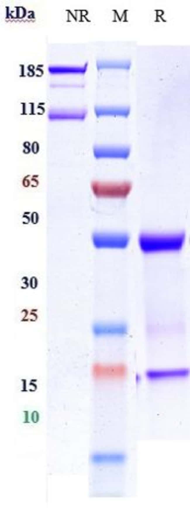IMGATUZUMAB RMAB 1 MG