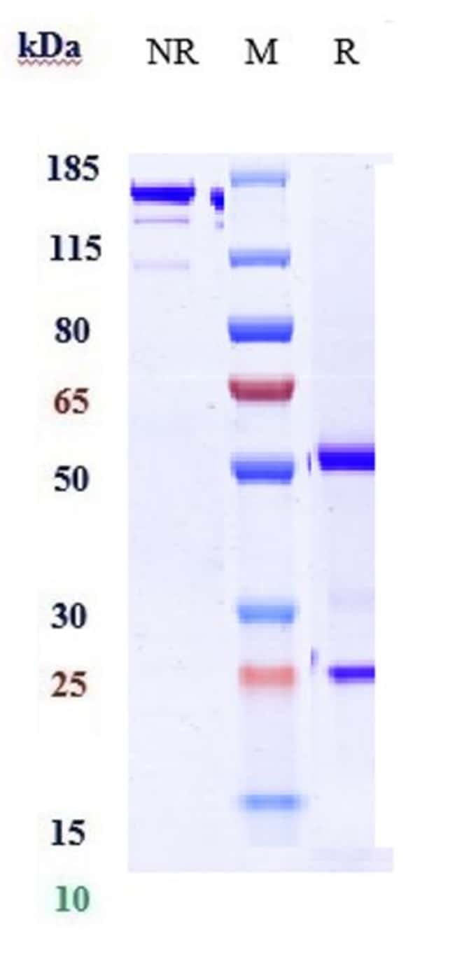 GOLIMUMAB RMAB 1 MG