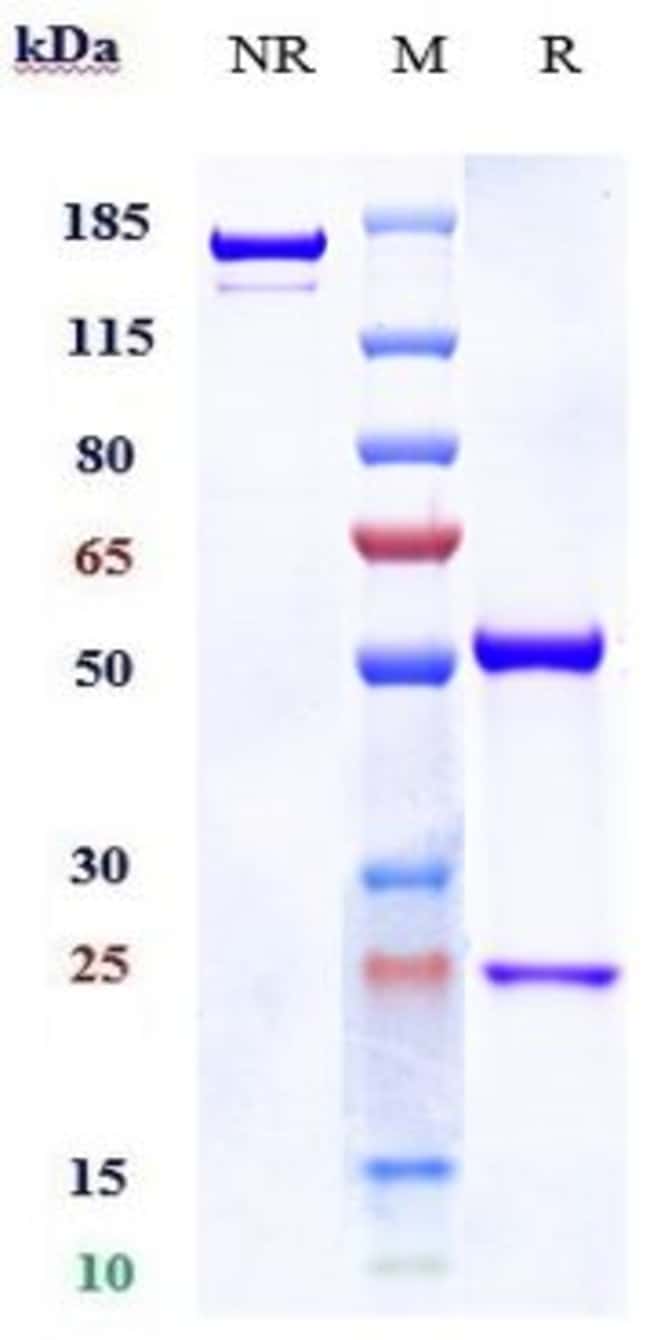 SERCLUTAMAB RMAB 1 MG