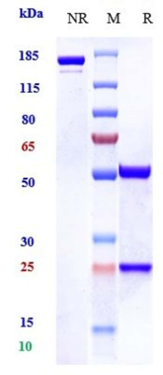 EGFR BIOSIMILAR RMAB 1 MG