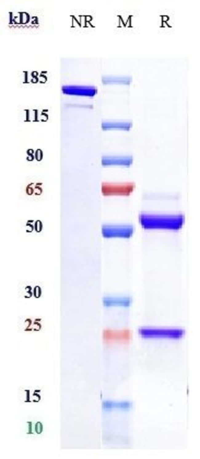 IFABOTUZUMAB RMAB 1 MG