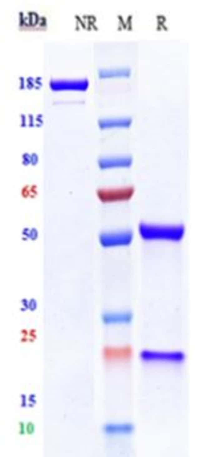 FLK1 (VEGF RECEPTOR 2) BI RMAB 100 UG