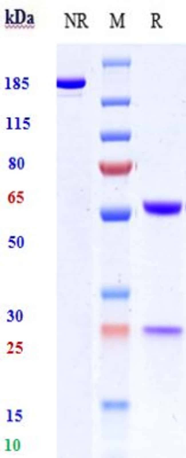CD19 BIOSIMILAR RMAB 1 MG