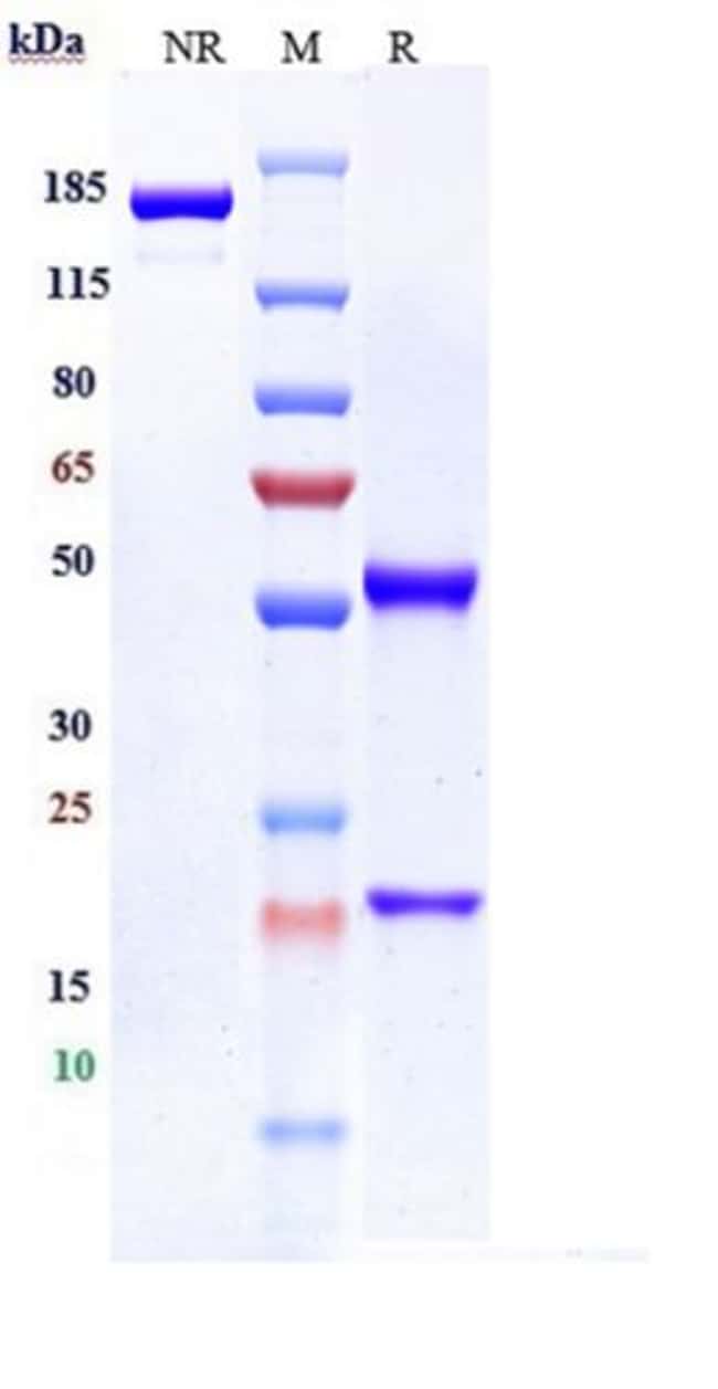 FCRL5 BIOSIMILAR RMAB 1 MG