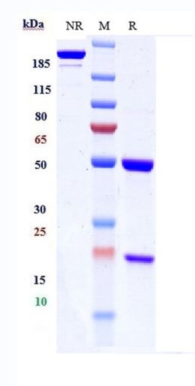 IGF1R (CD221) BIOSIMILAR RMAB 1 MG