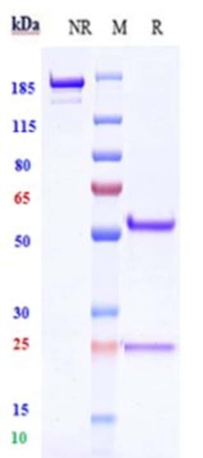 TSPAN8 BIOSIMILAR RMAB 1 MG