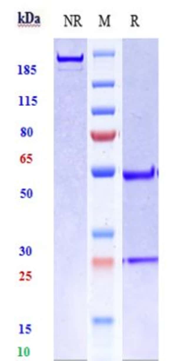 RADRETUMAB RMAB 1 MG