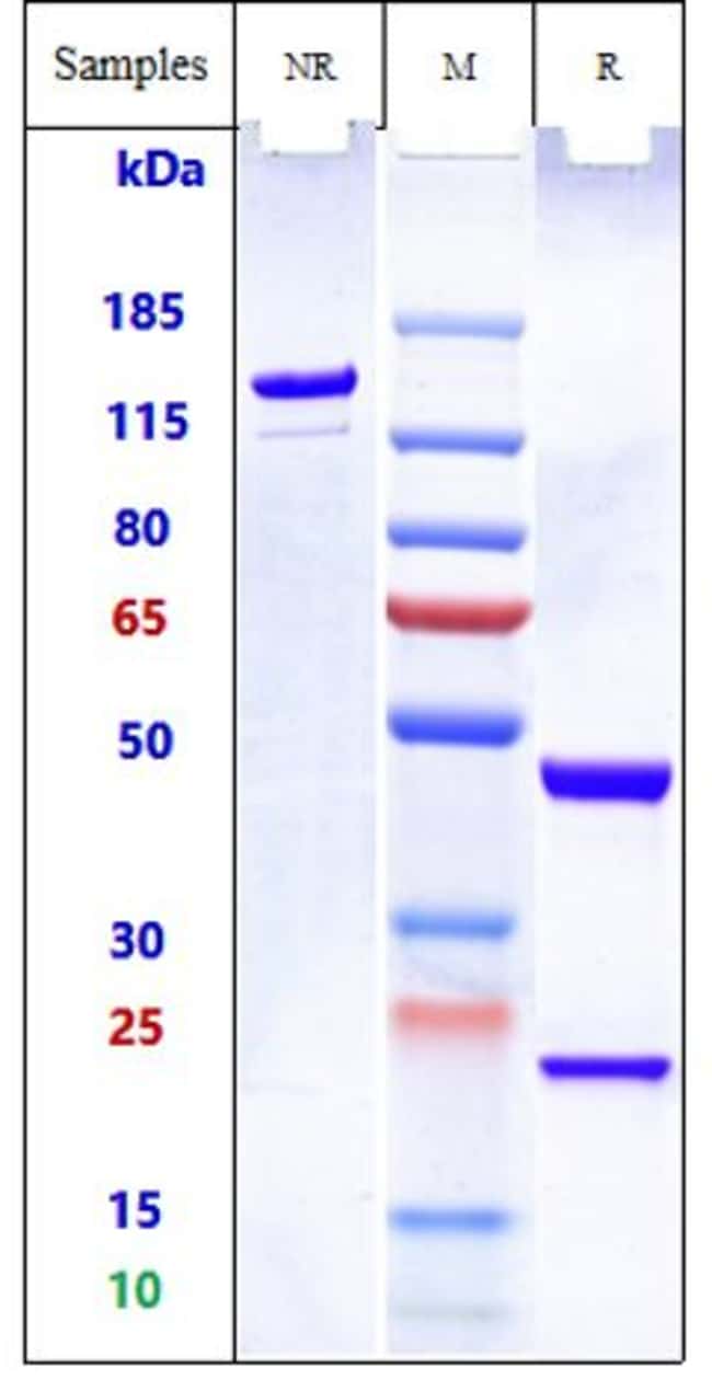 PELGIFATAMAB RMAB 1 MG