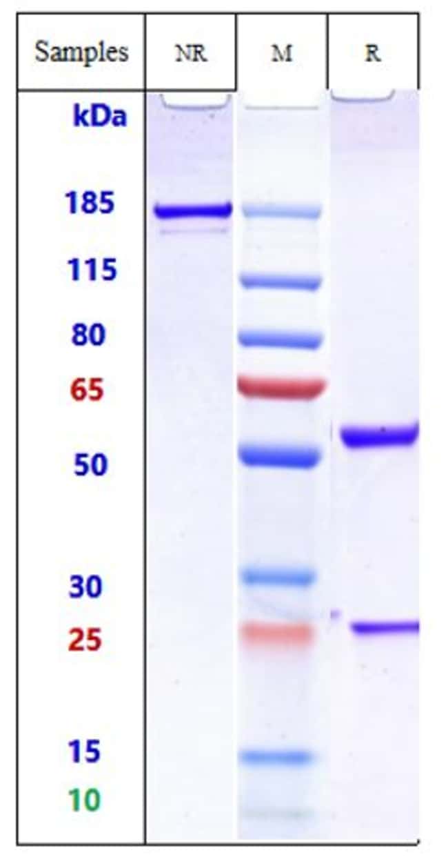 IPAROMLIMAB RMAB 1 MG