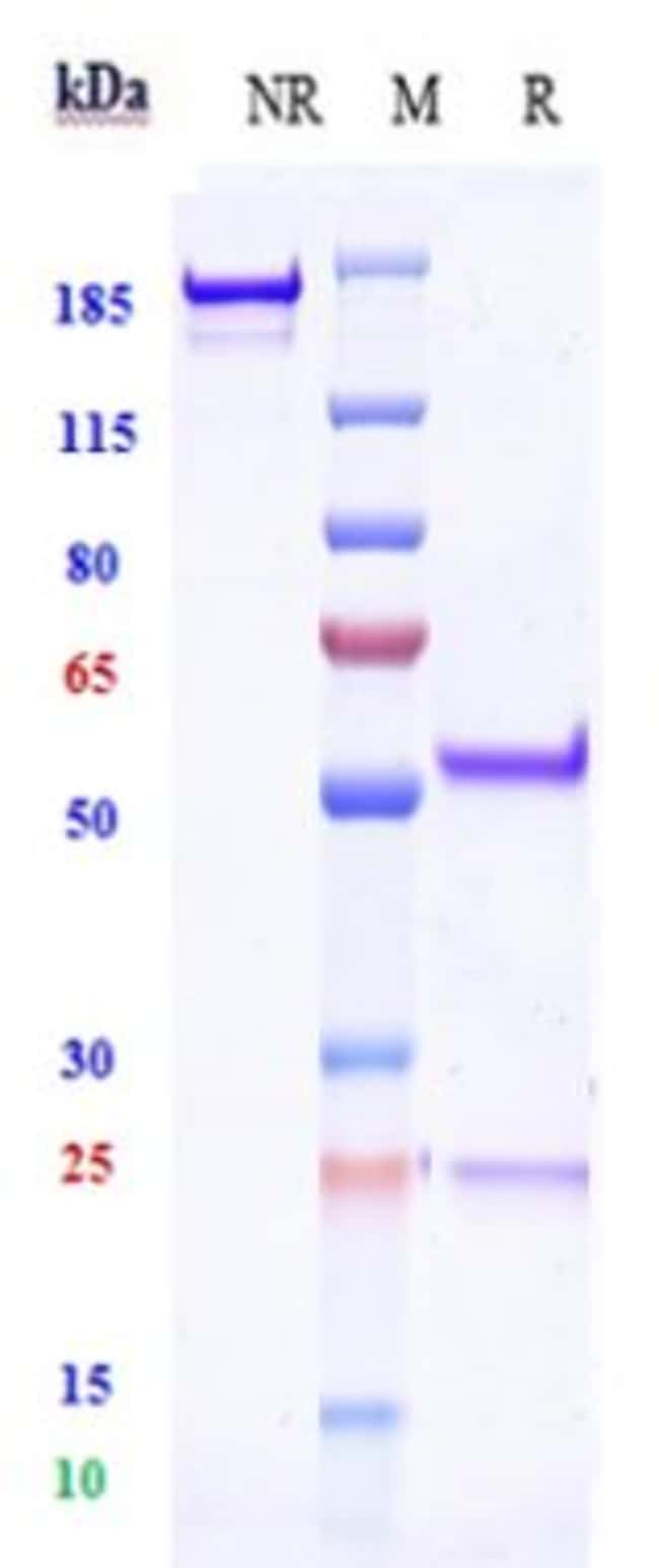 ERG BIOSIMILAR RMAB 1 MG