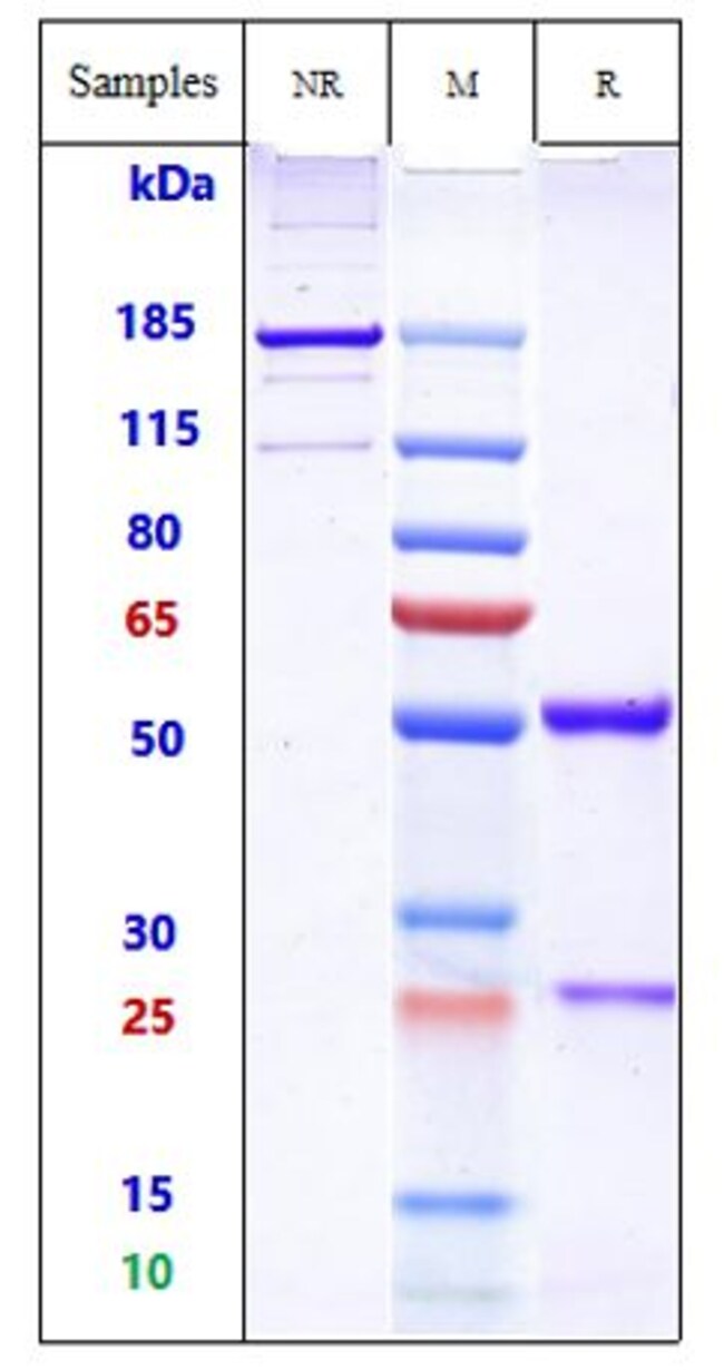 HU14.18-IL2 BIOSIMILAR RMAB 1 MG