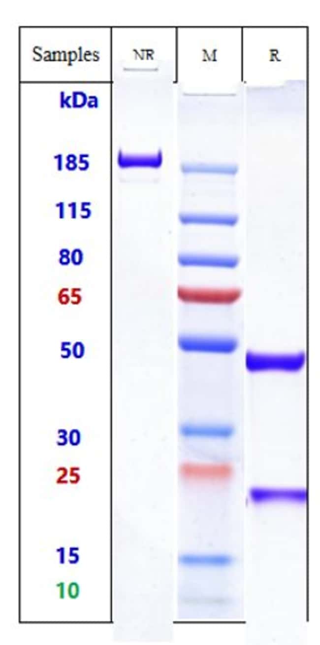 C-MET BIOSIMILAR RMAB 1 MG