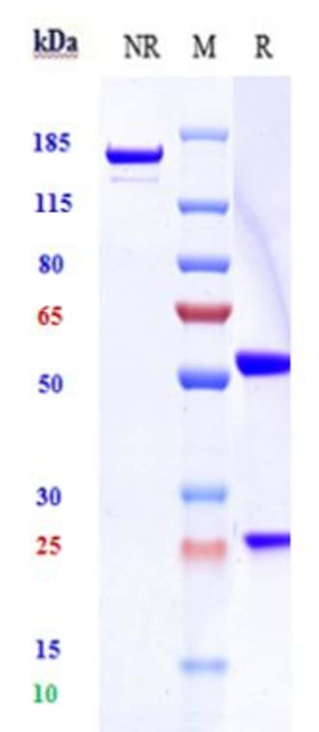 LATOZINEMAB RMAB 1 MG