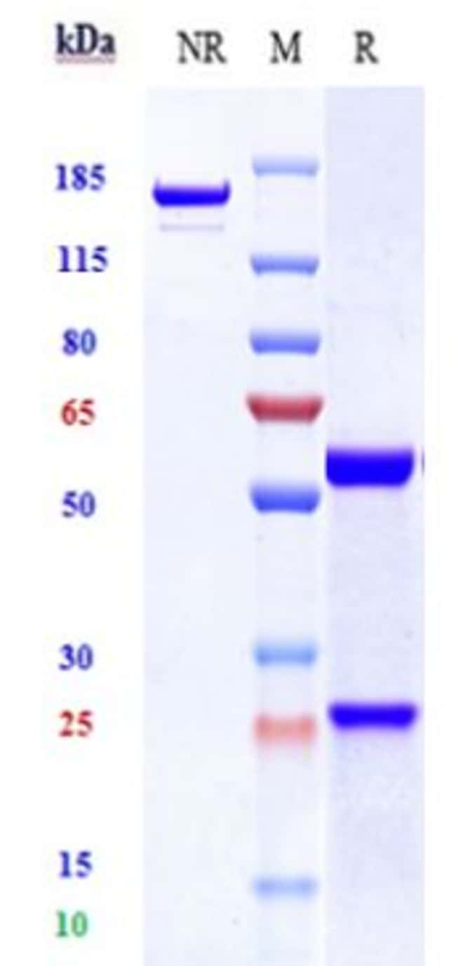 LILOTOMAB RMAB 1 MG