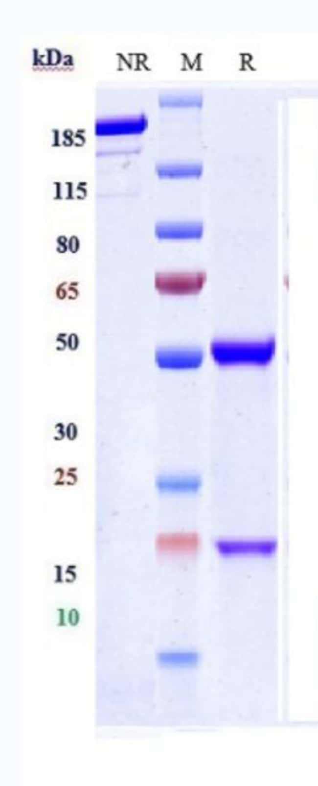 HAMP BIOSIMILAR RMAB 1 MG