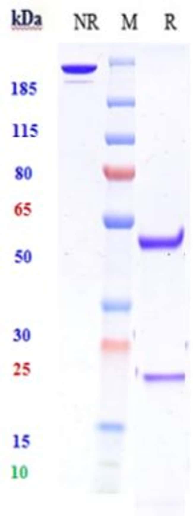 ZNF354C BIOSIMILAR RMAB 1 MG