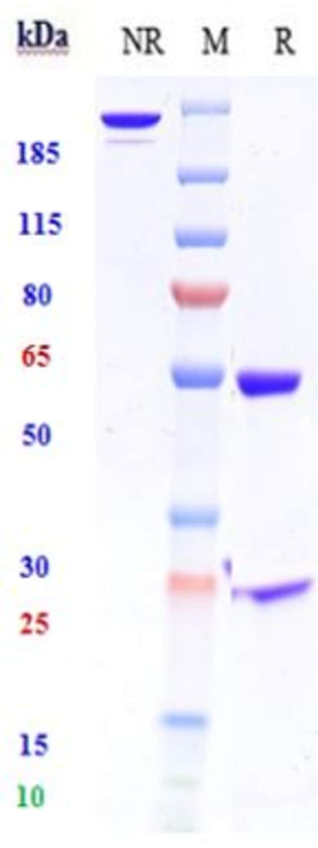 HGF BIOSIMILAR RMAB 1 MG