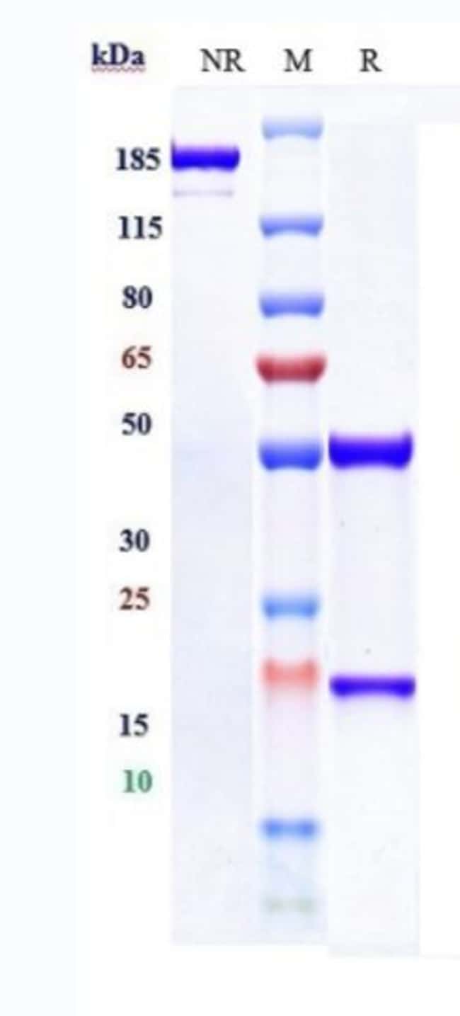 C-MET BIOSIMILAR RMAB 1 MG