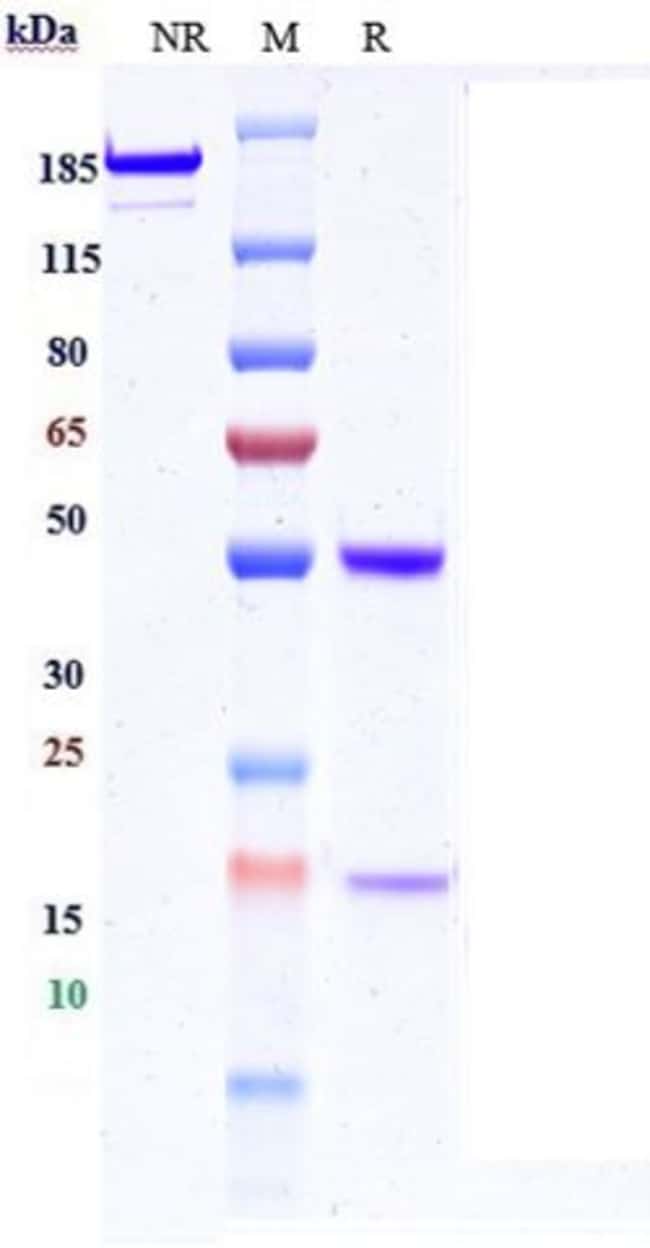 C-MET BIOSIMILAR RMAB 1 MG