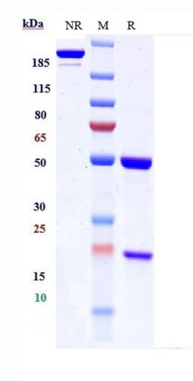 MODOTUXIMAB RMAB 1 MG