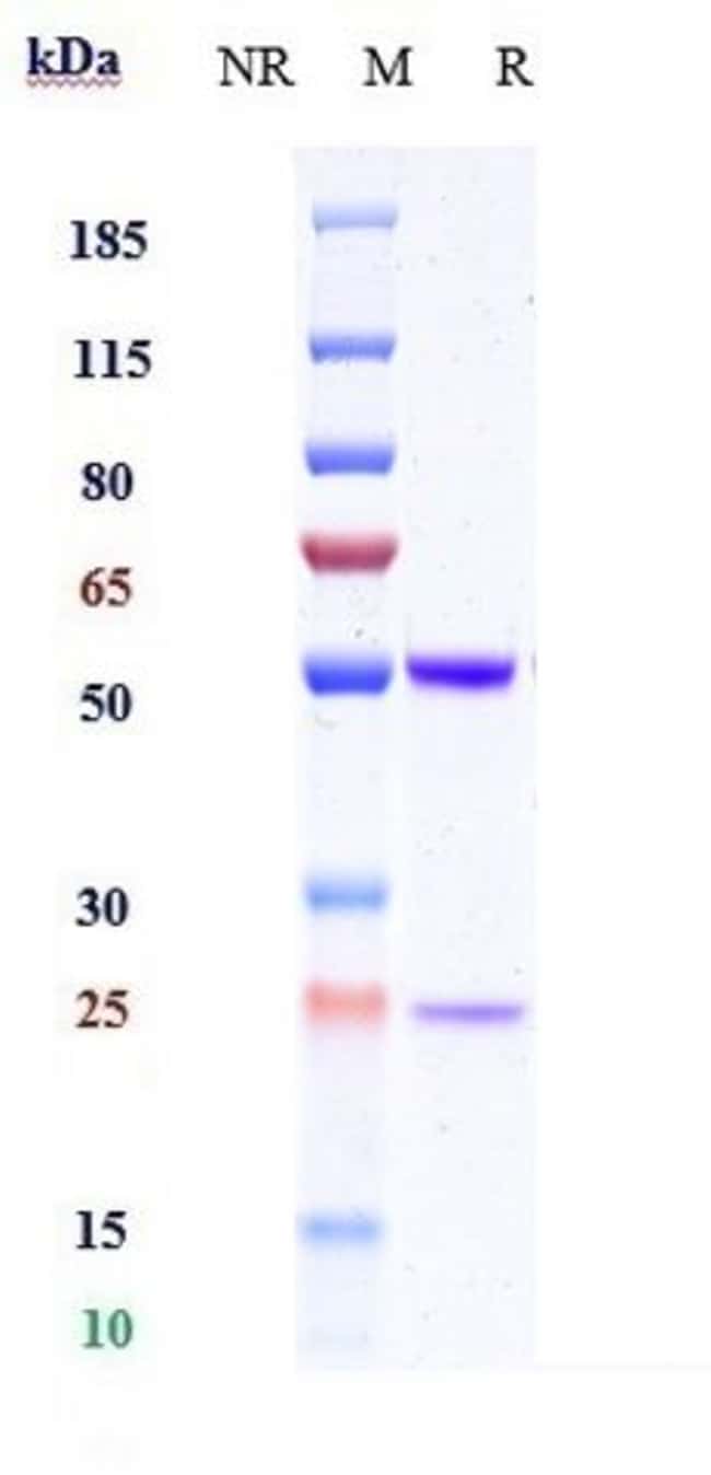 ICOS (CD278) BIOSIMILAR RMAB 1 MG
