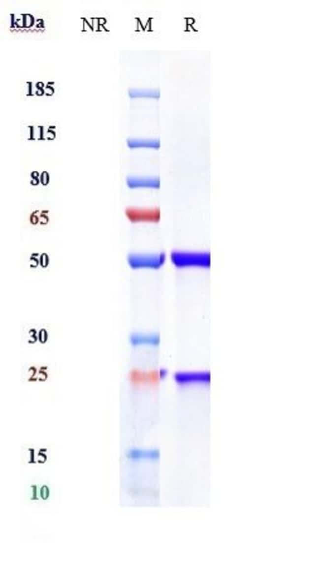 MESOTHELIN BIOSIMILAR RMAB 1 MG