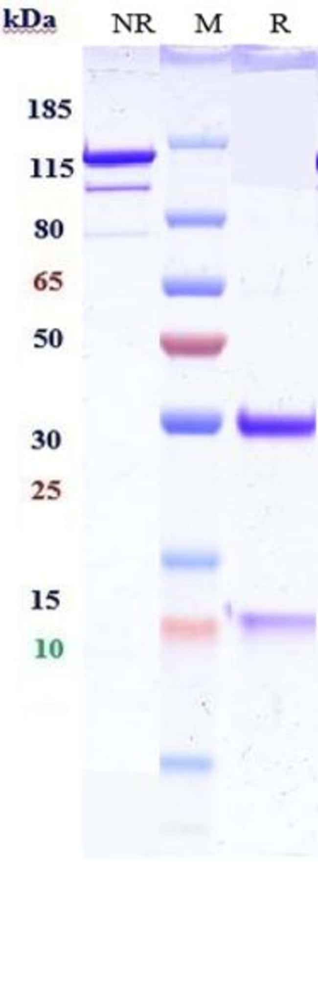IGF2 BIOSIMILAR RMAB 1 MG