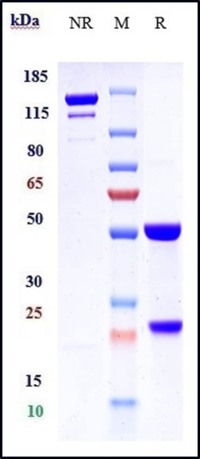 BRIAKINUMAB RMAB 1 MG