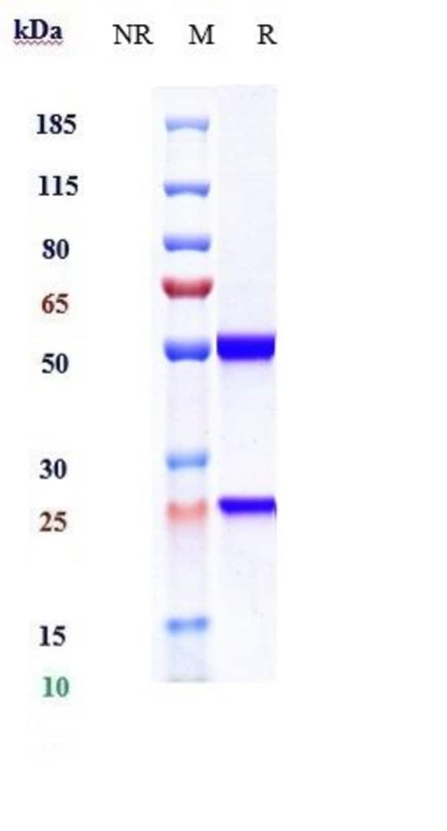 DECTREKUMAB RMAB 1 MG