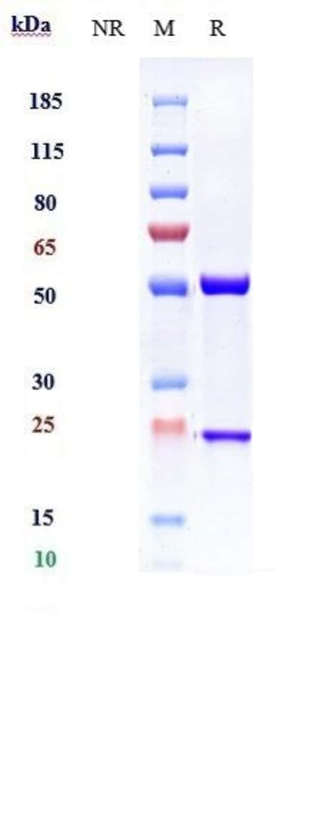 IL-13 BIOSIMILAR RMAB 1 MG