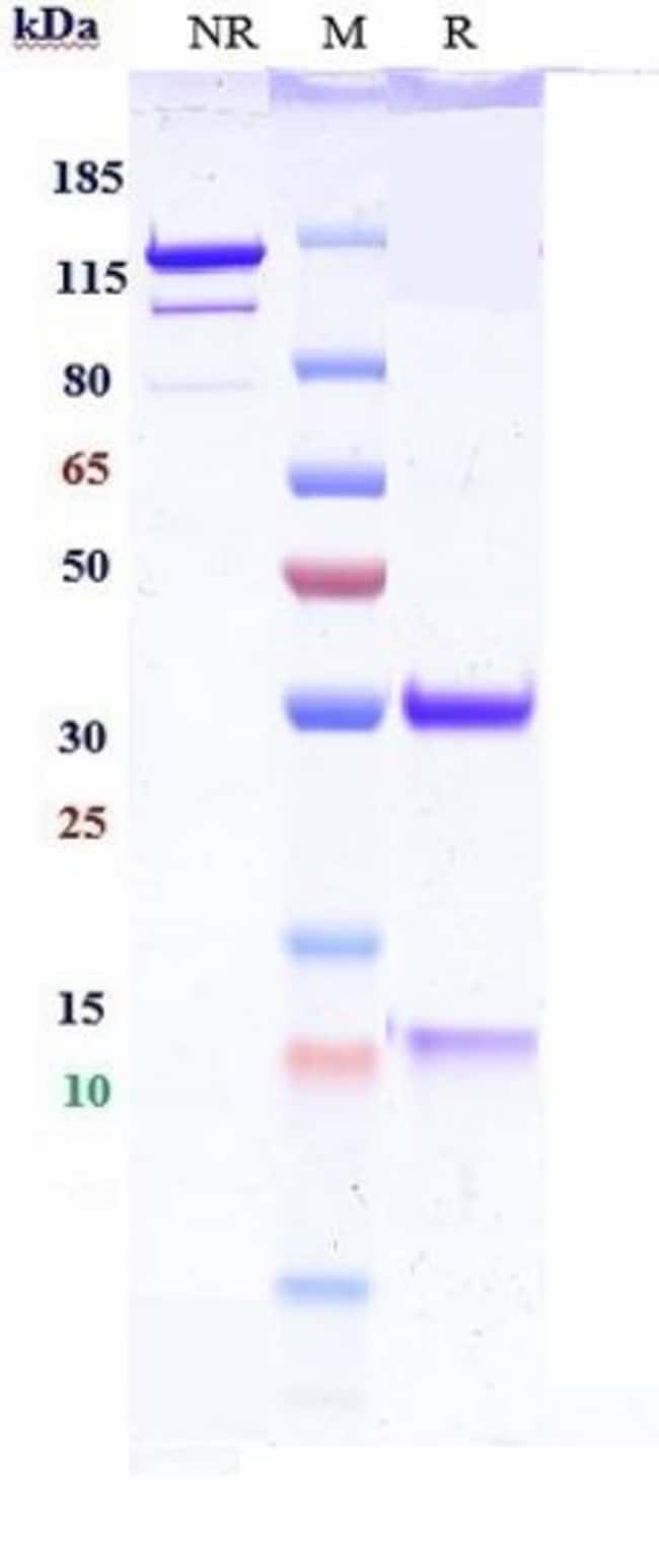 IL-13 BIOSIMILAR RMAB 1 MG
