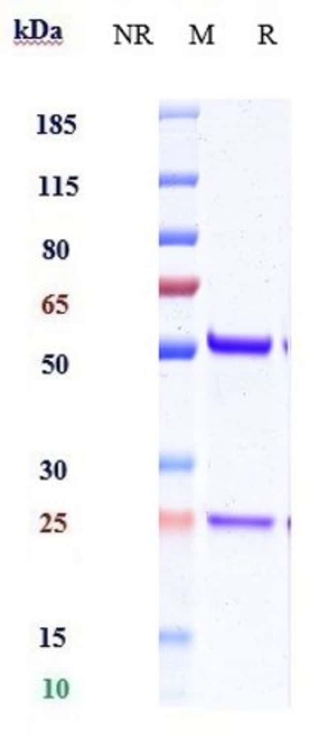 IL-15 BIOSIMILAR RMAB 1 MG