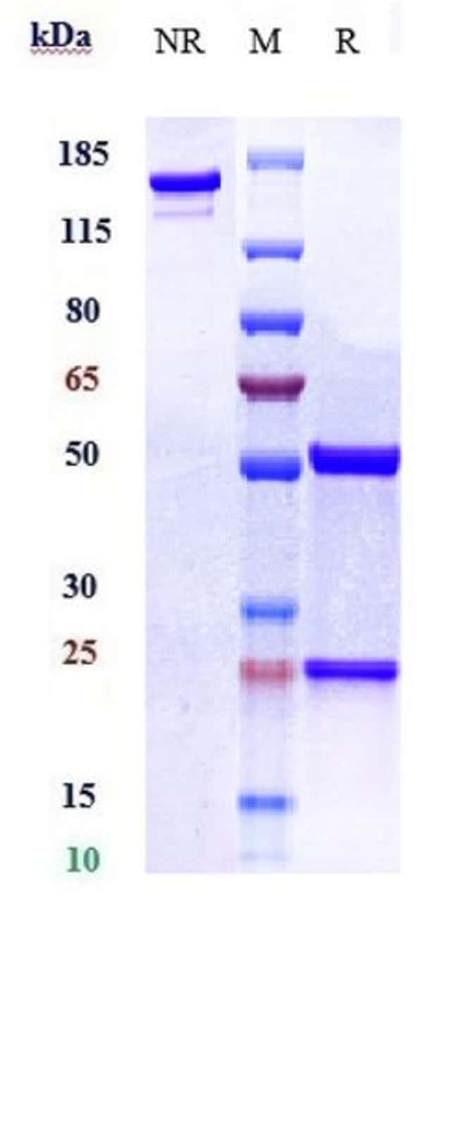 BERMEKIMAB RMAB 1 MG