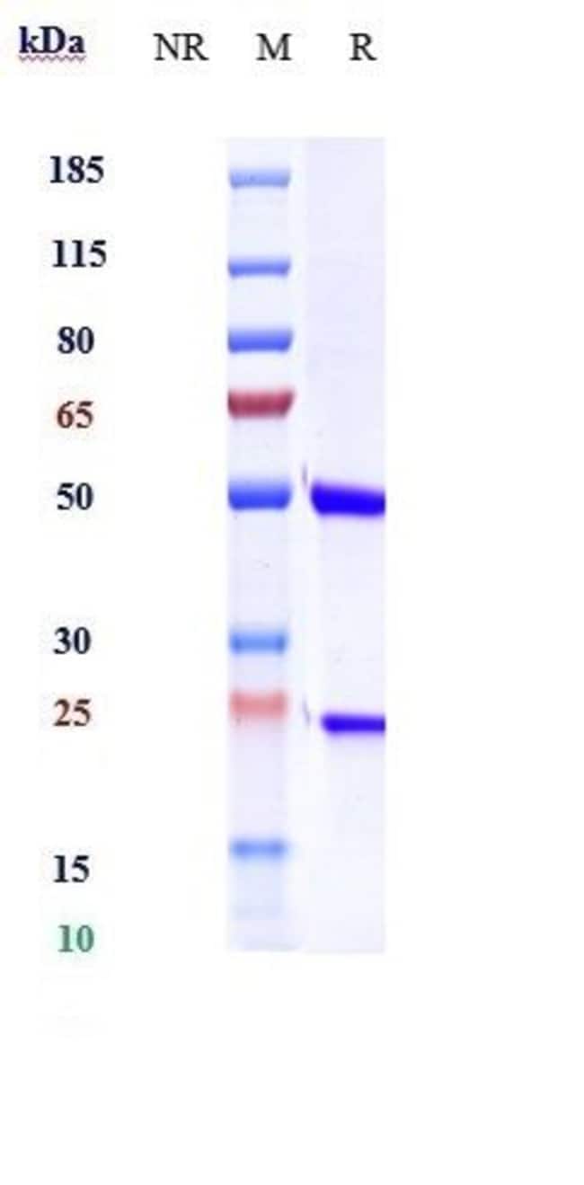 FACTOR VIII BIOSIMILAR RMAB 1 MG