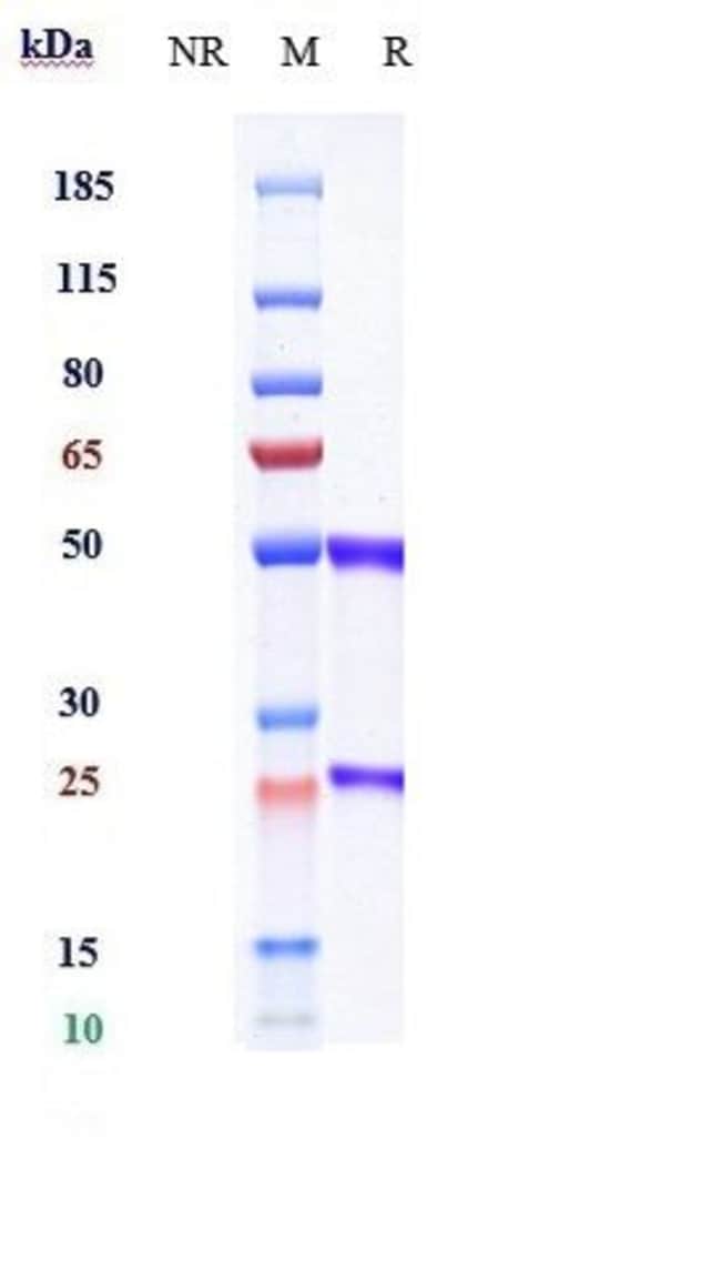 IL-20 BIOSIMILAR RMAB 1 MG