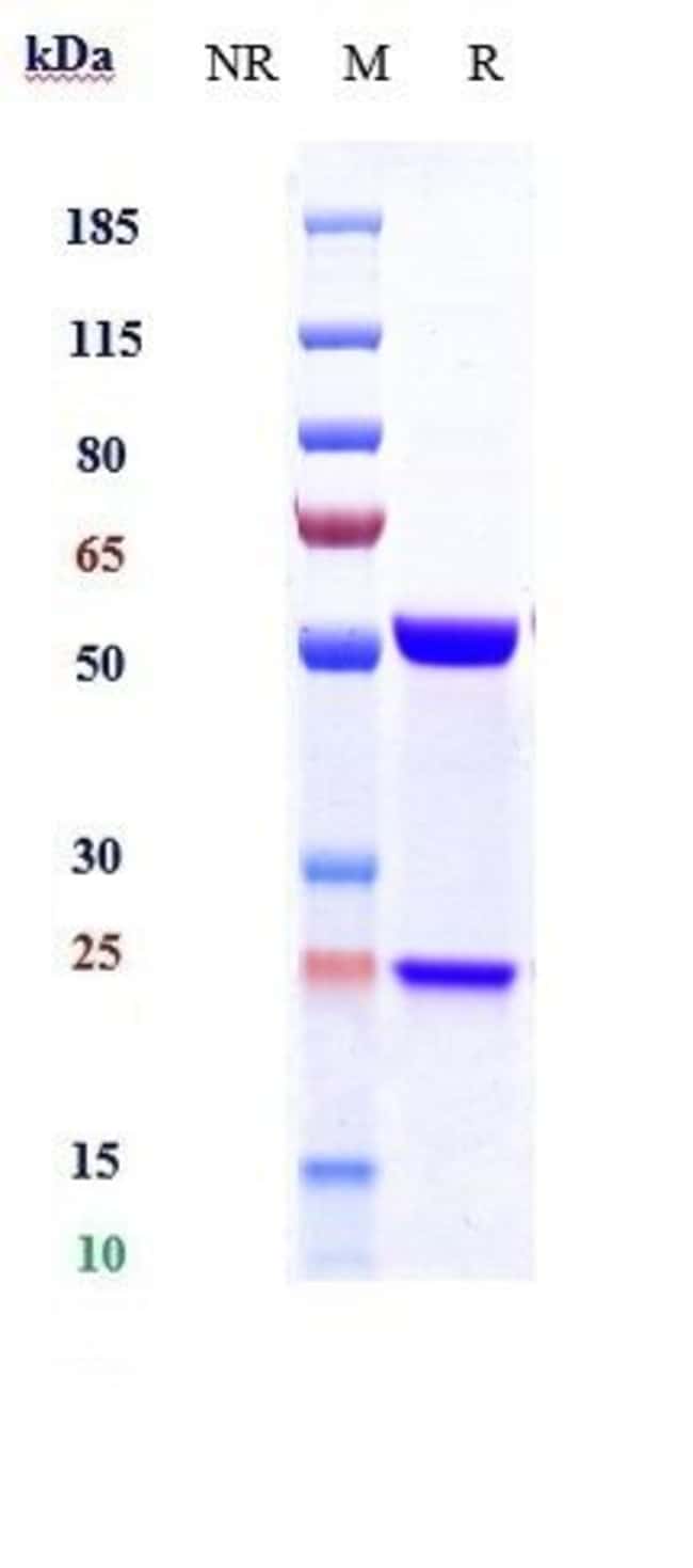 AVIZAKIMAB RMAB 1 MG