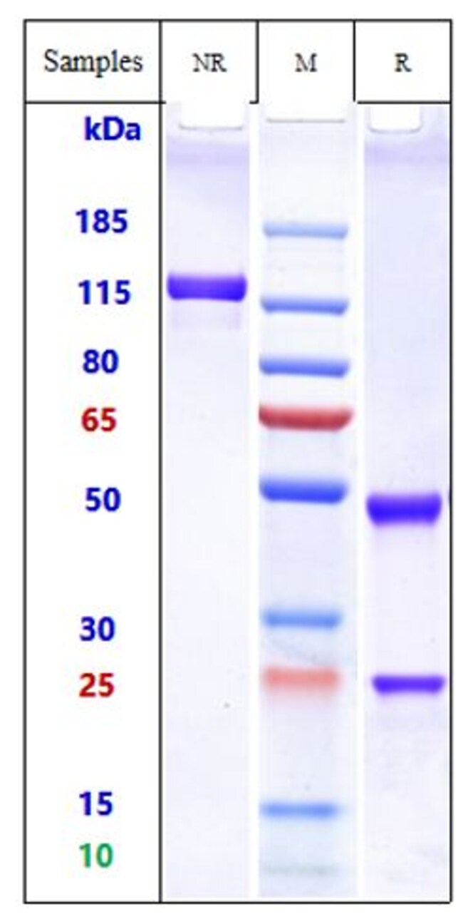 CAMIDANLUMAB RMAB 1 MG
