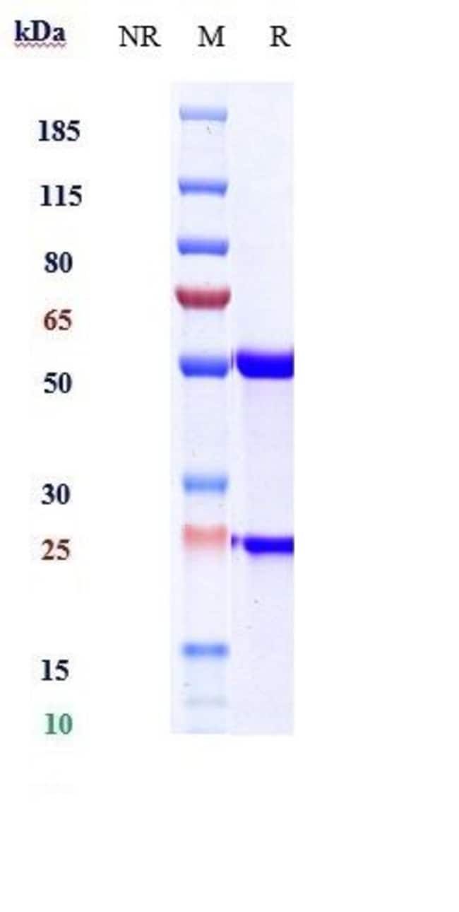 OCARATUZUMAB RMAB 1 MG