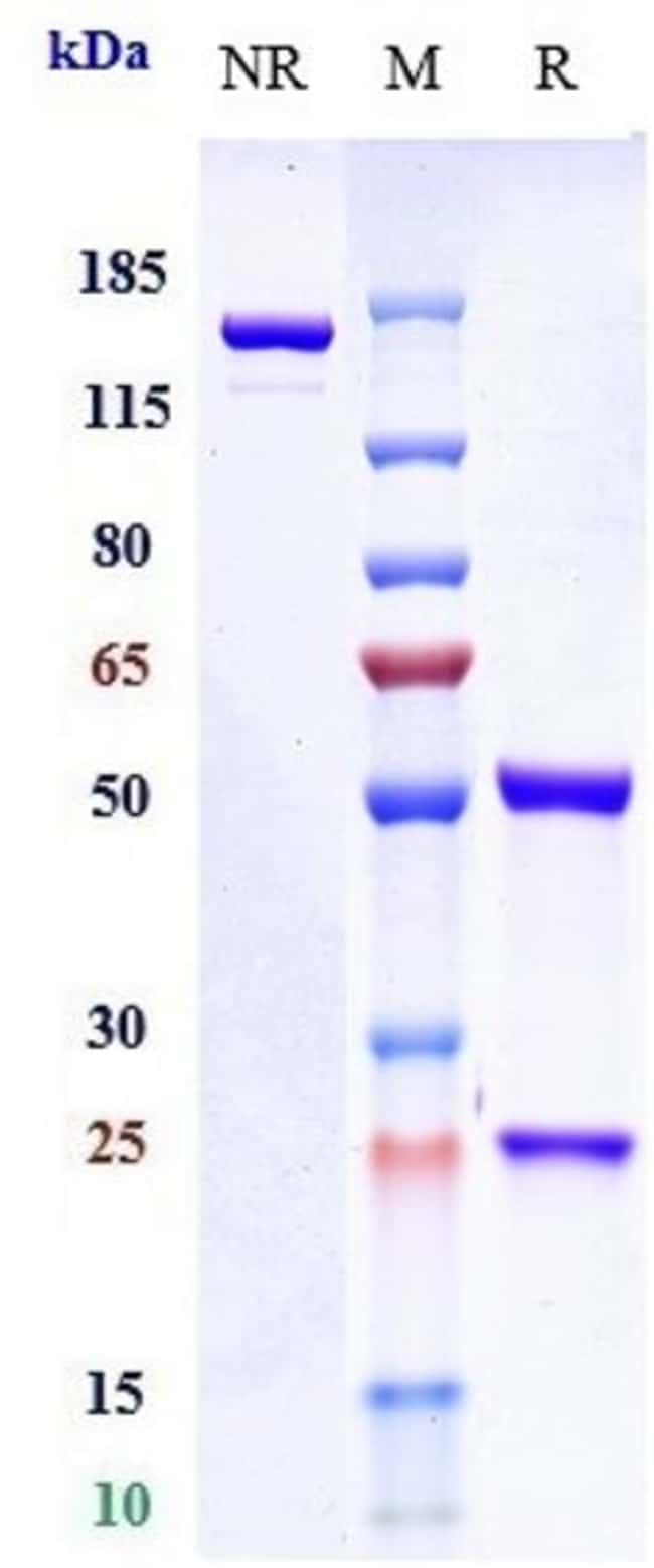 IL4R BIOSIMILAR RMAB 1 MG