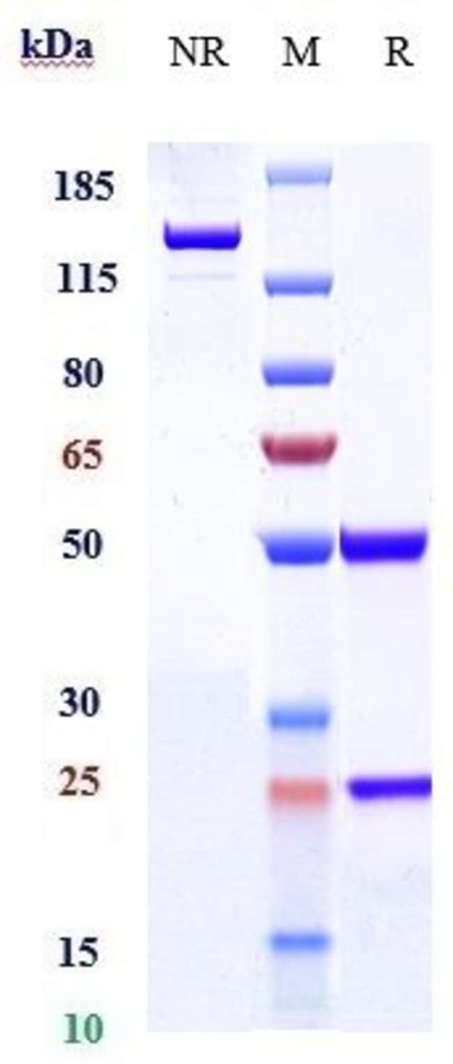MEPOLIZUMAB RMAB 1 MG