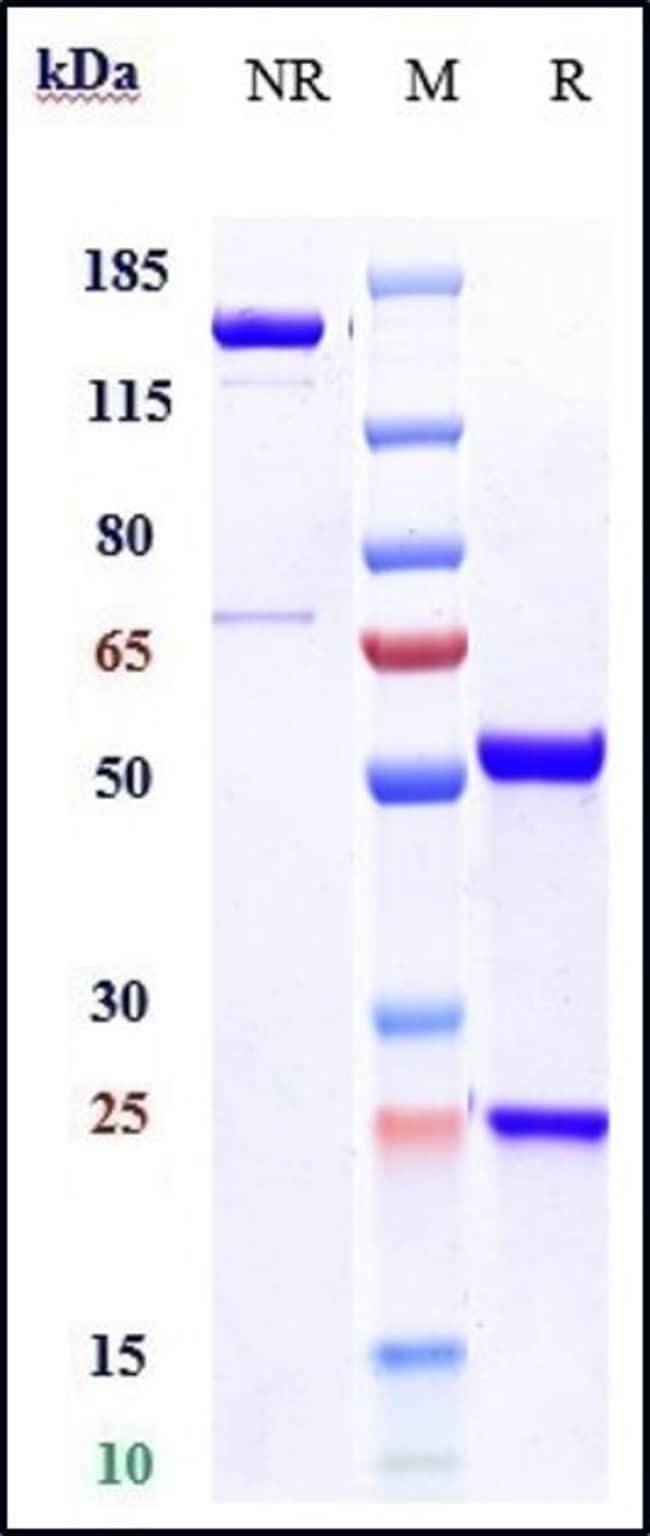 OXIDIZED LDL BIOSIMILAR RMAB 1 MG
